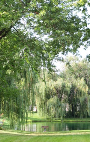 The Lake